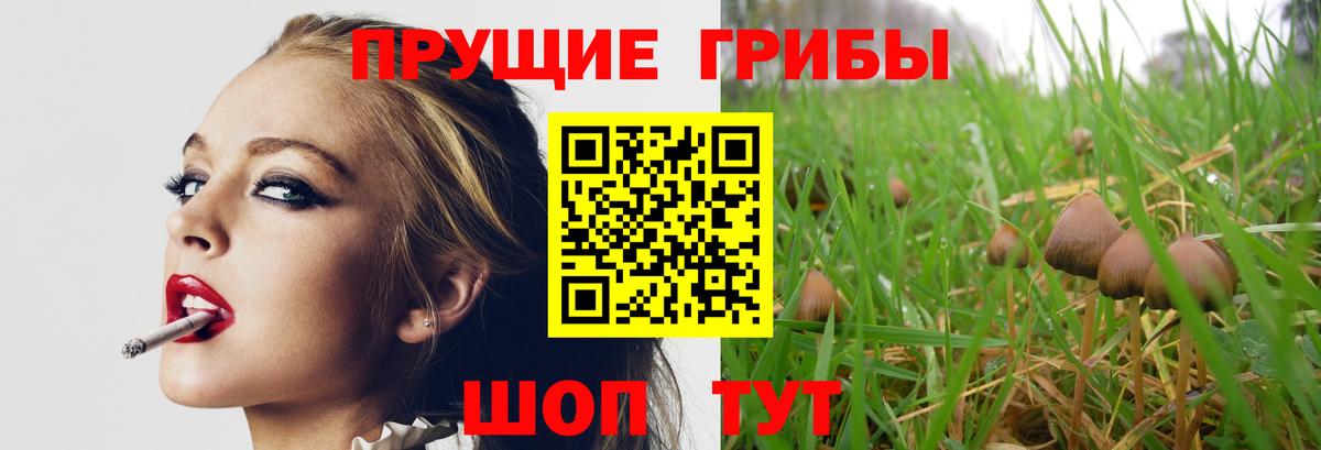 Галлюциногенные грибы MAGIC MUSHROOMS  сколько стоит  Михайловск  Вход с VPN 